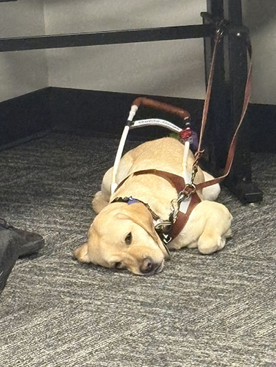 sleepy guide dog keeping watch